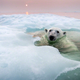 Illustration for article titled The best nature photo of the year is this badass polar bear